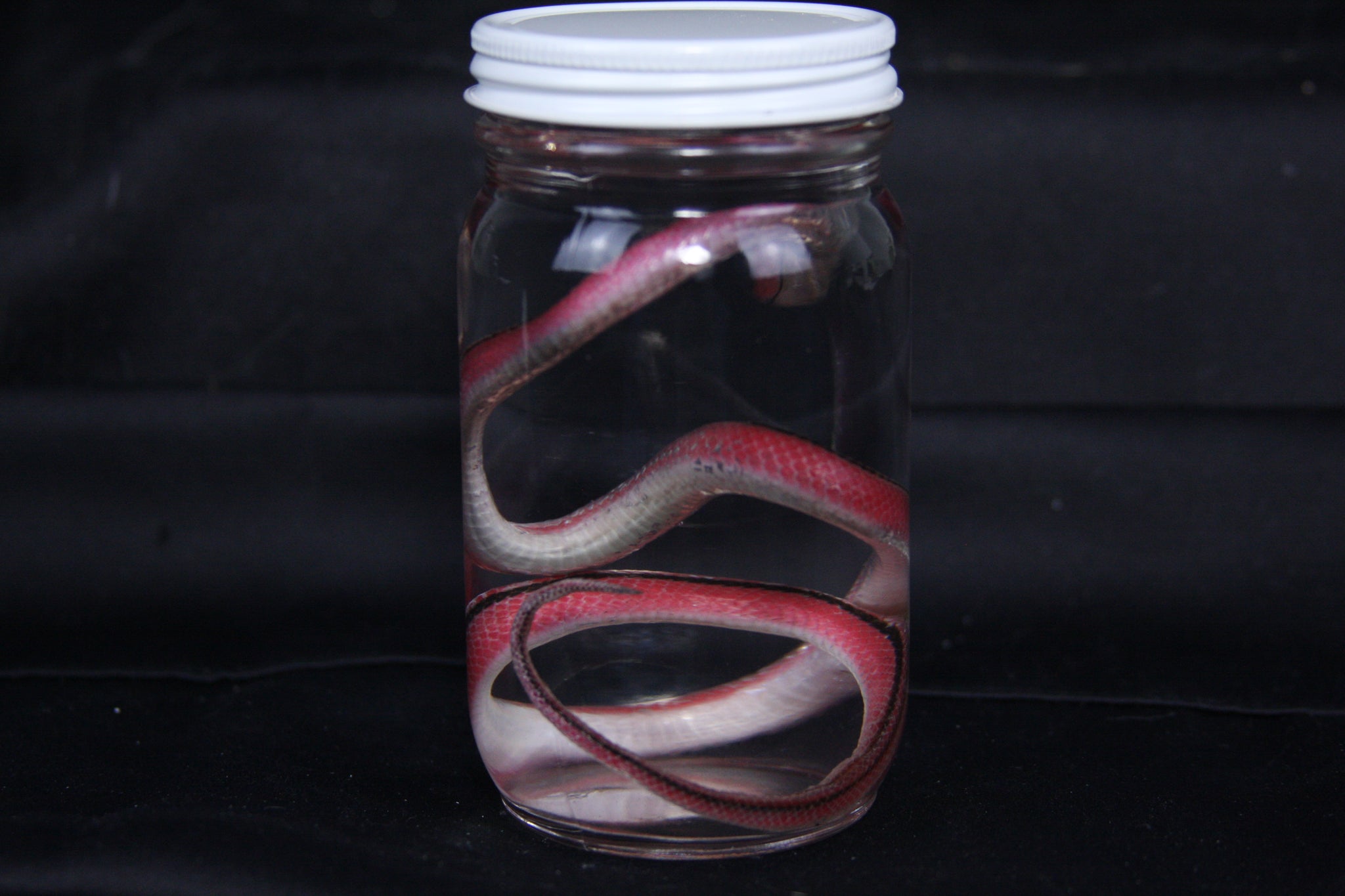 Juvenile Striped Bamboo Rat Snake Wet Specimen