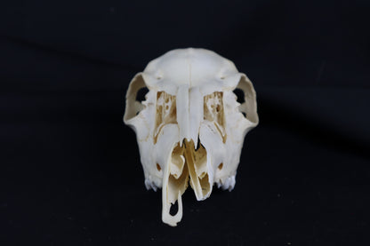 Craft Whitetail Doe Skull