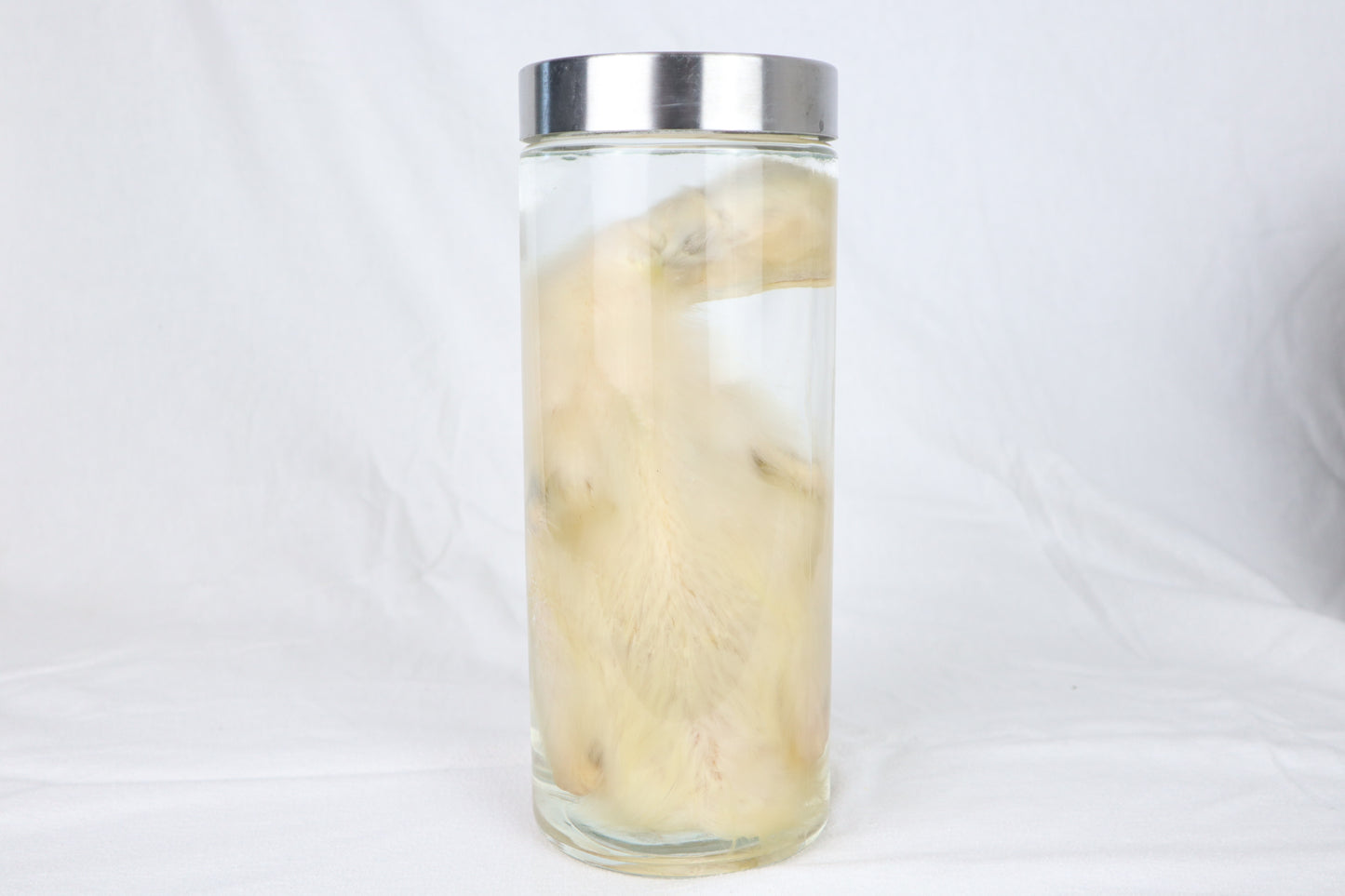 Reserved for Brianna - Wet Specimen Baby Goose