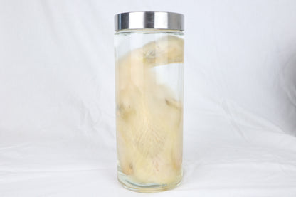Reserved for Brianna - Wet Specimen Baby Goose