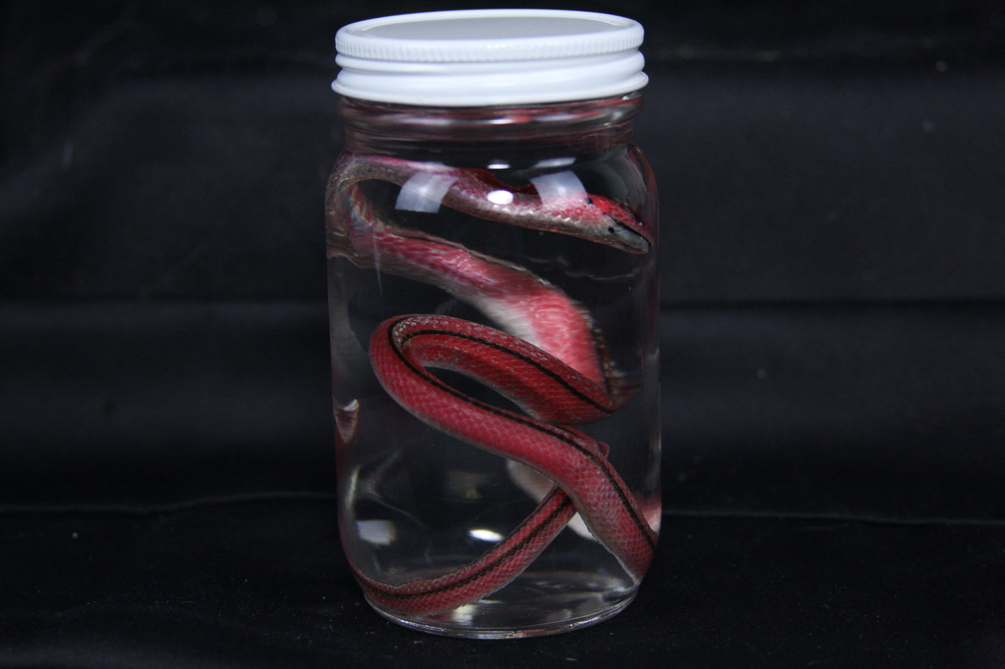 Juvenile Striped Bamboo Rat Snake Wet Specimen