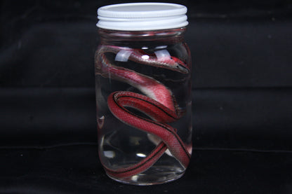 Juvenile Striped Bamboo Rat Snake Wet Specimen