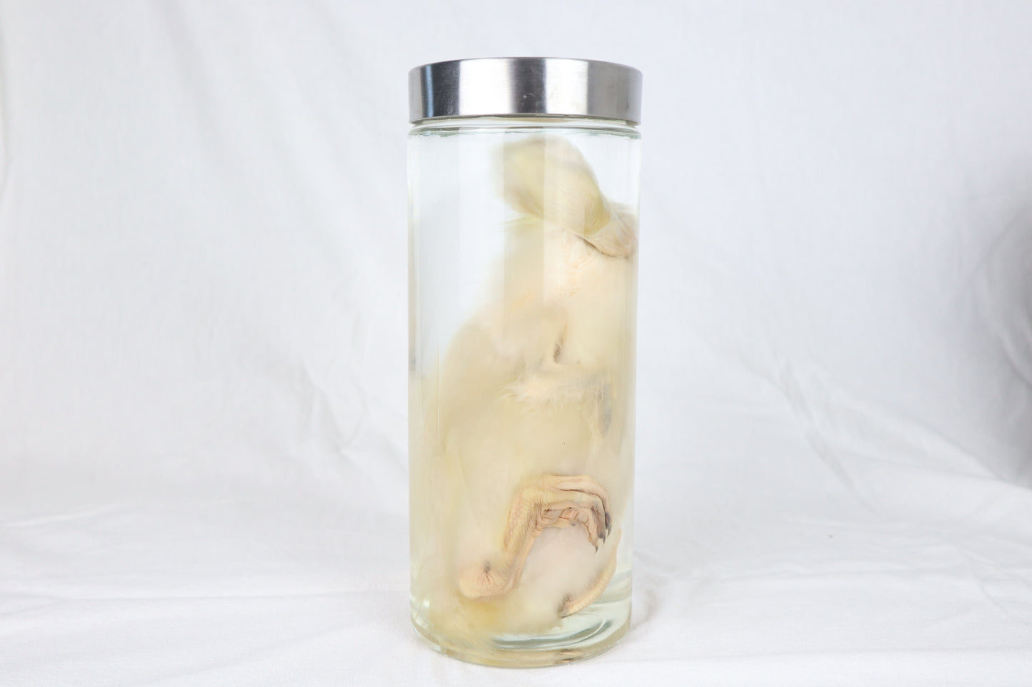 Reserved for Brianna - Wet Specimen Baby Goose