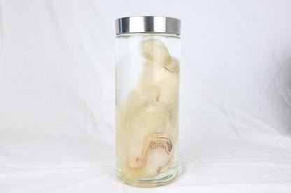 Reserved for Brianna - Wet Specimen Baby Goose