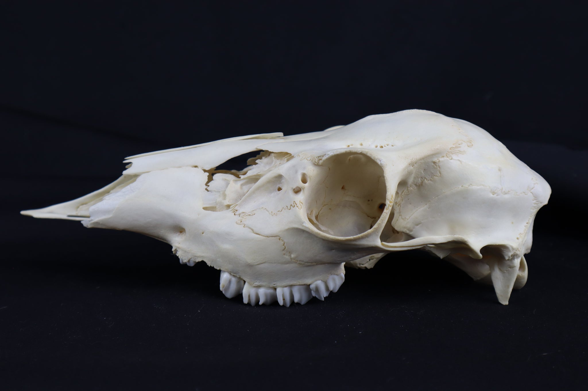 Craft Whitetail Doe Skull