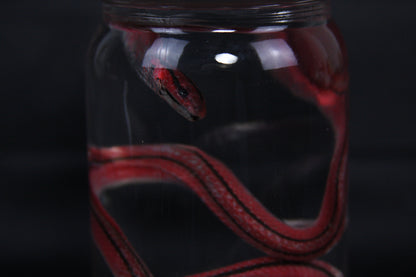 Juvenile Striped Bamboo Rat Snake Wet Specimen
