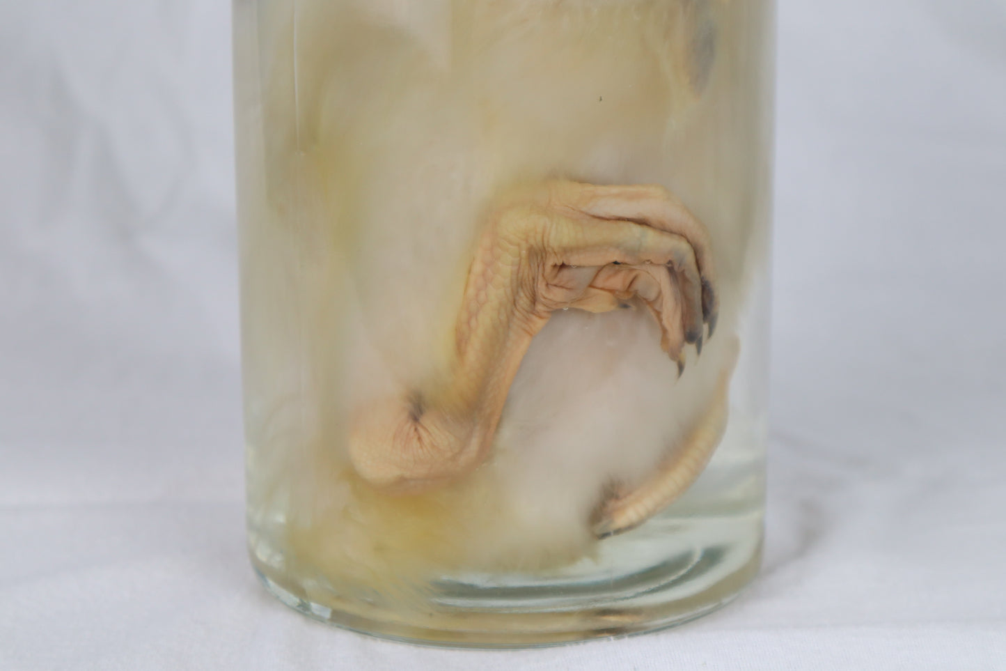 Reserved for Brianna - Wet Specimen Baby Goose