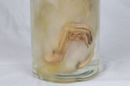 Reserved for Brianna - Wet Specimen Baby Goose