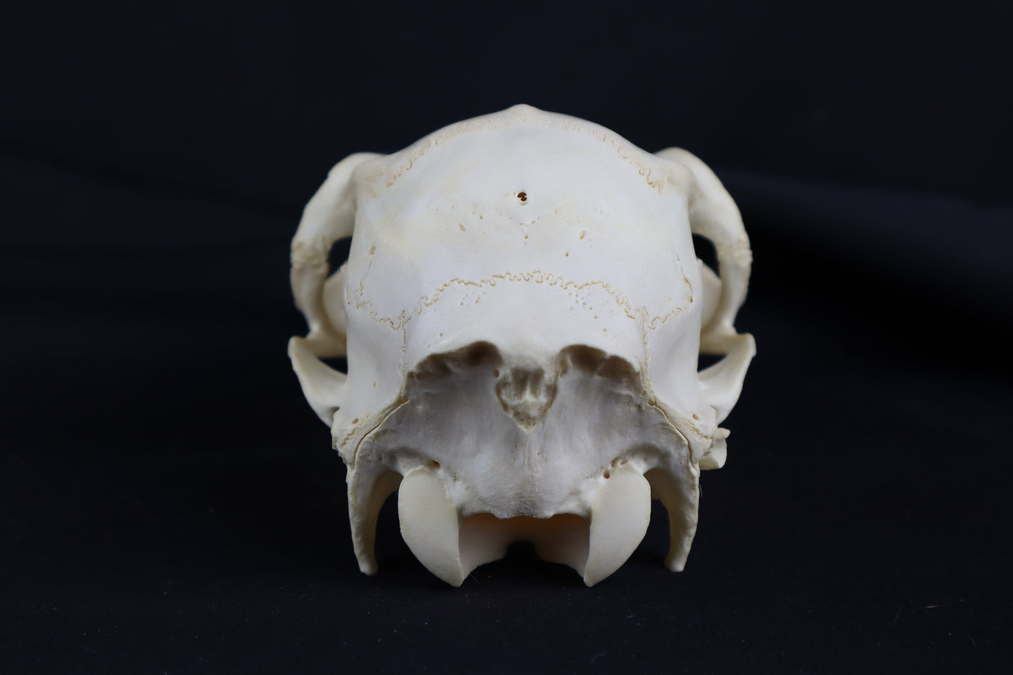 Craft Whitetail Doe Skull