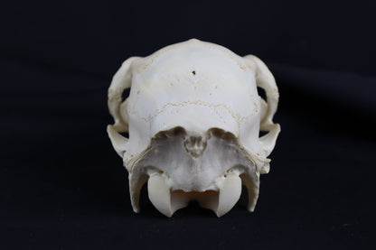 Craft Whitetail Doe Skull