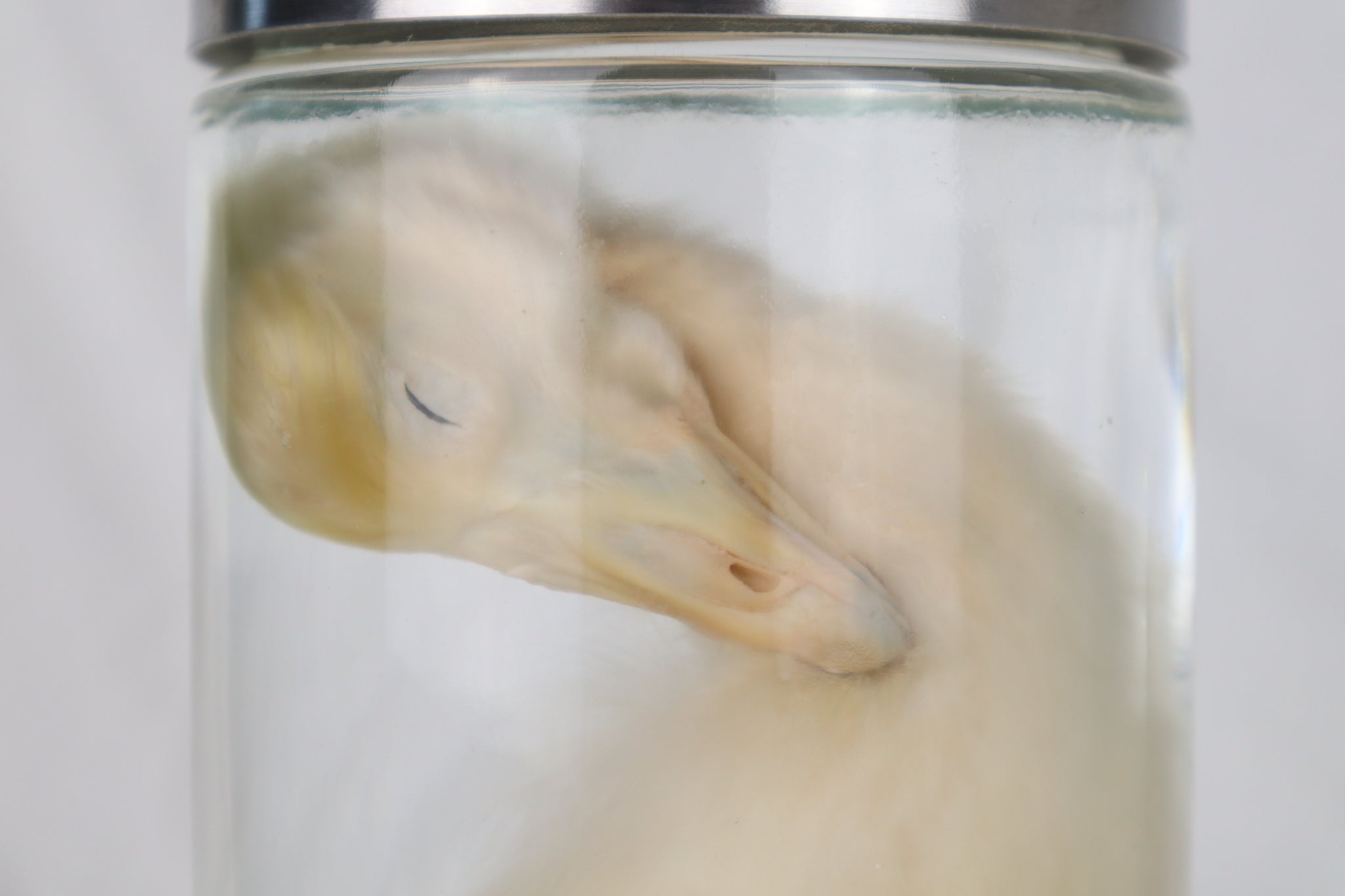 Reserved for Brianna - Wet Specimen Baby Goose