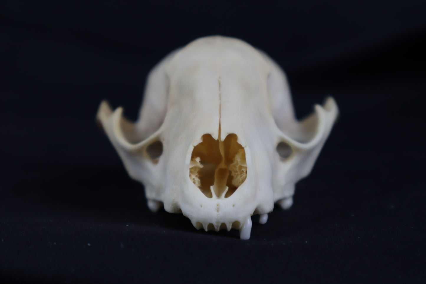Craft Raccoon Skull