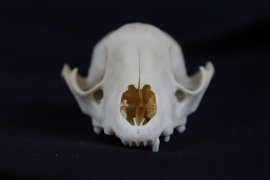 Craft Raccoon Skull