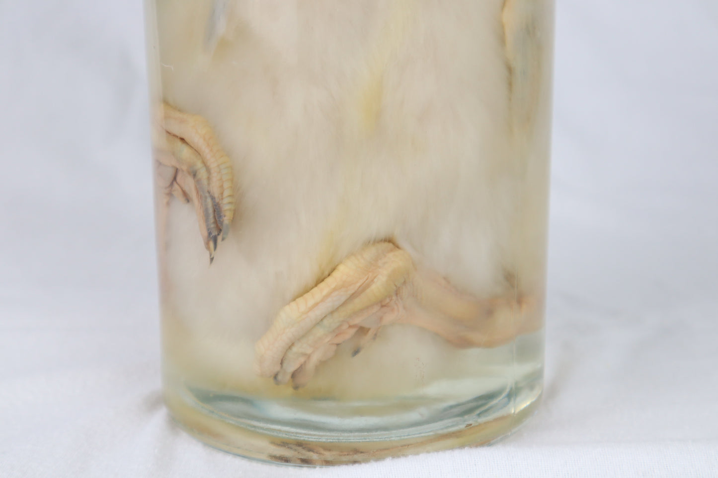Reserved for Brianna - Wet Specimen Baby Goose