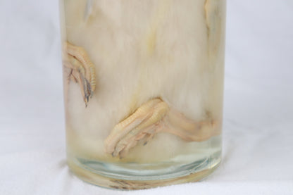 Reserved for Brianna - Wet Specimen Baby Goose