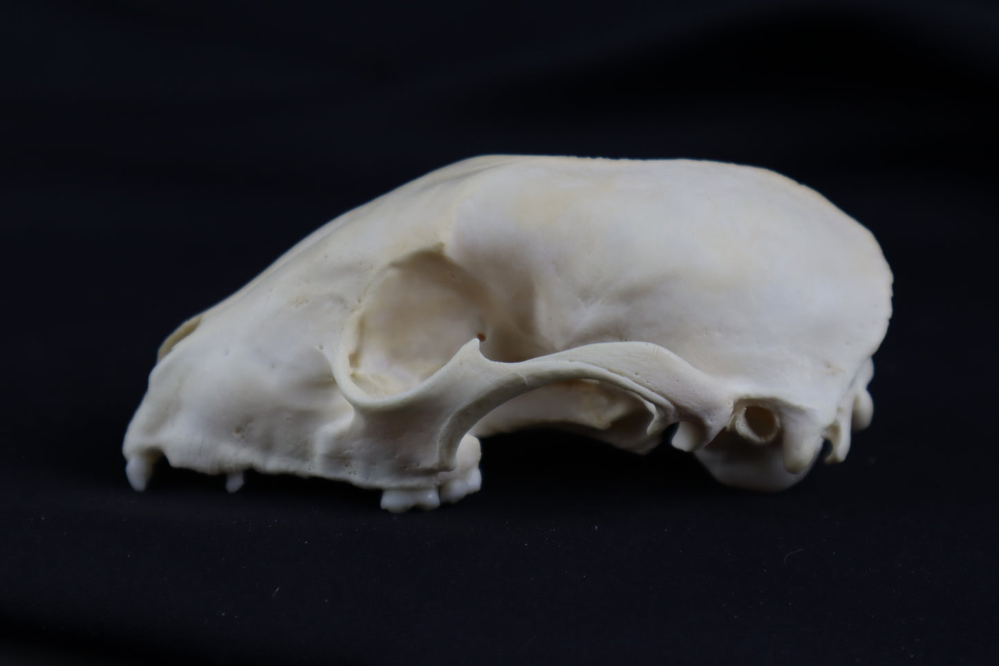 Craft Raccoon Skull