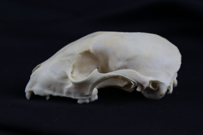 Craft Raccoon Skull