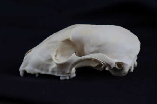 Craft Raccoon Skull