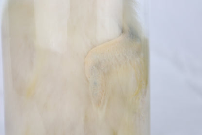 Reserved for Brianna - Wet Specimen Baby Goose