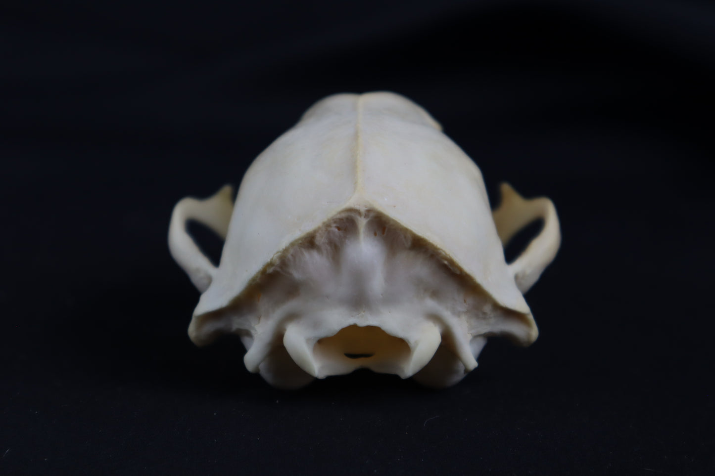 Craft Raccoon Skull