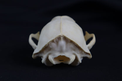 Craft Raccoon Skull