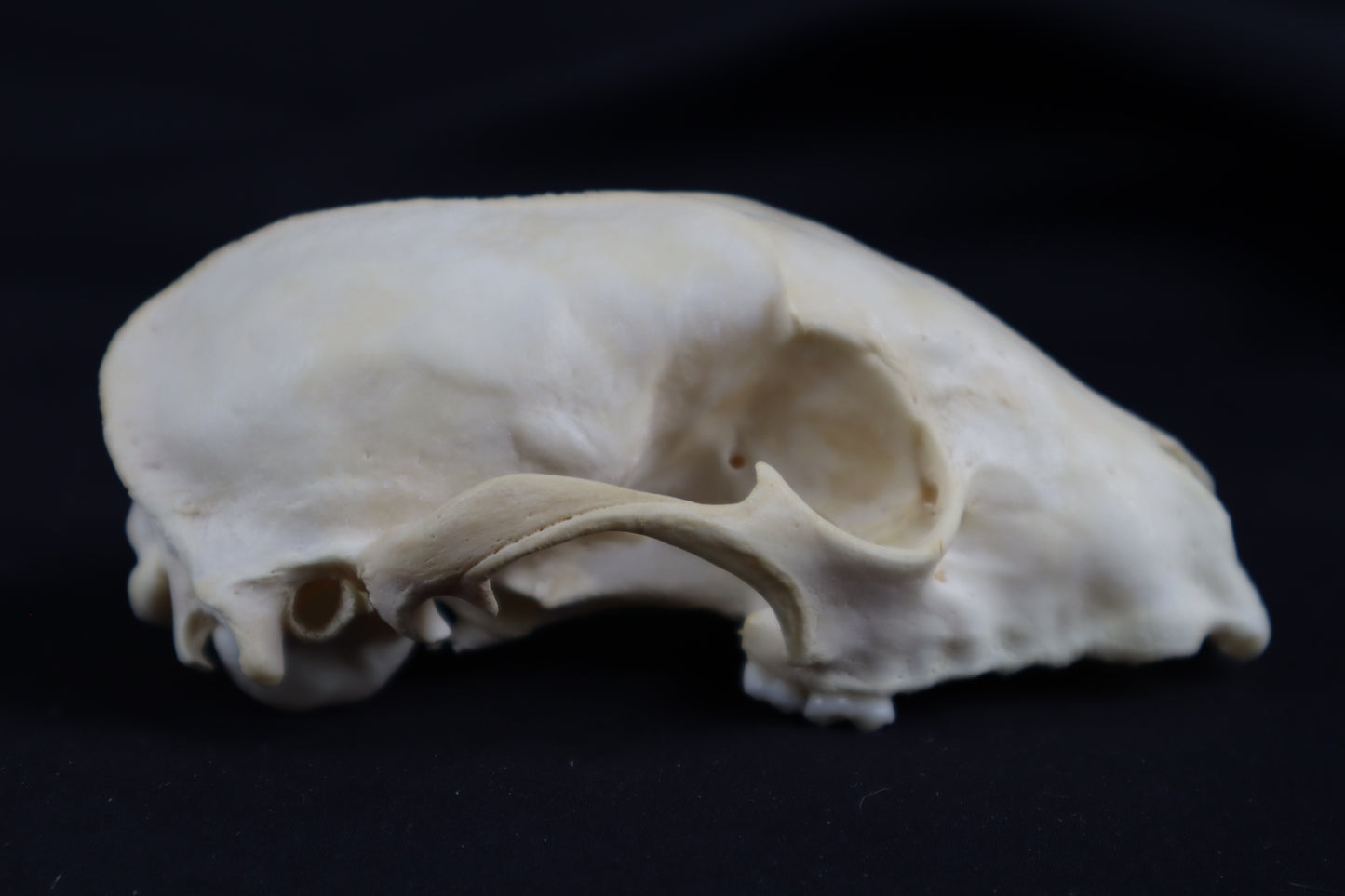 Craft Raccoon Skull