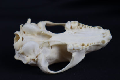 Craft Raccoon Skull