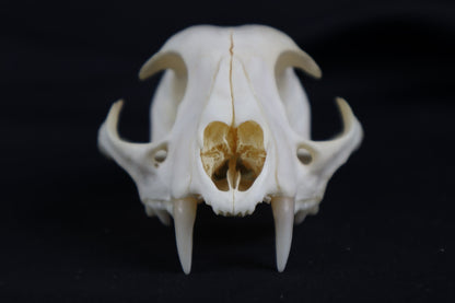 Craft Bobcat Skull