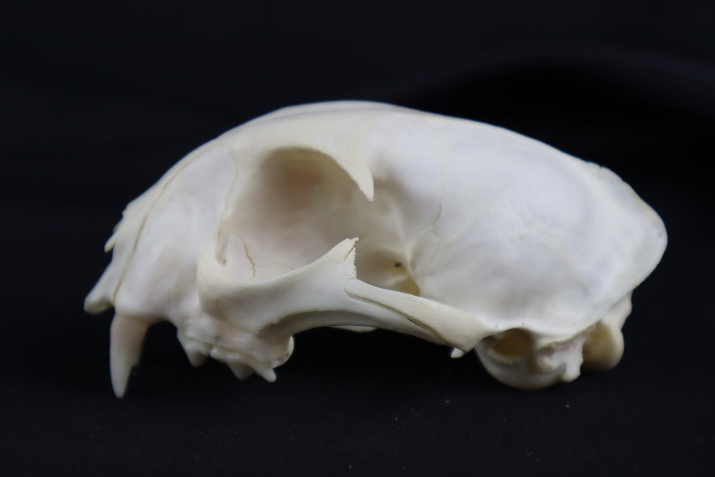 Craft Bobcat Skull