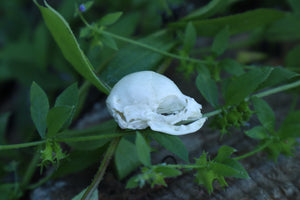 Fetal Kitten Skull