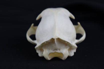 Craft Bobcat Skull