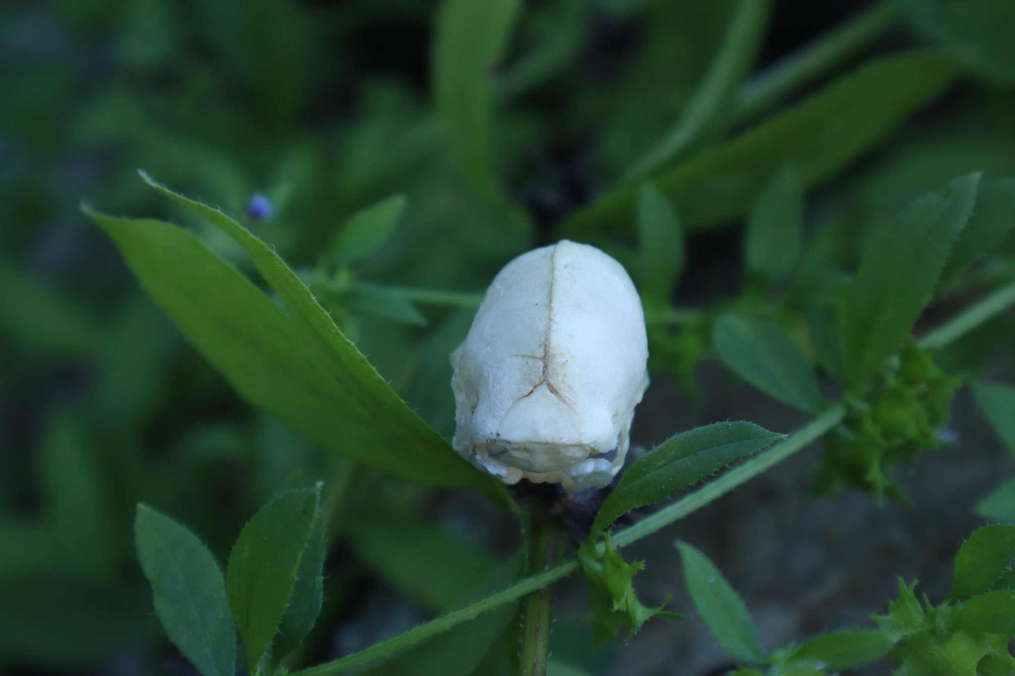 Fetal Kitten Skull