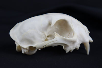 Craft Bobcat Skull