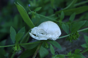 Fetal Kitten Skull