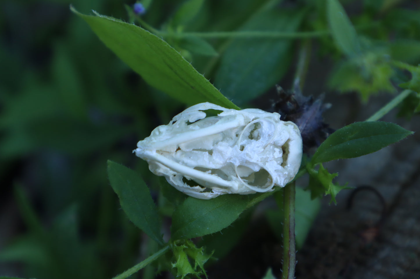 Fetal Kitten Skull