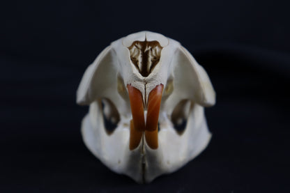 Juvenile Beaver Skull