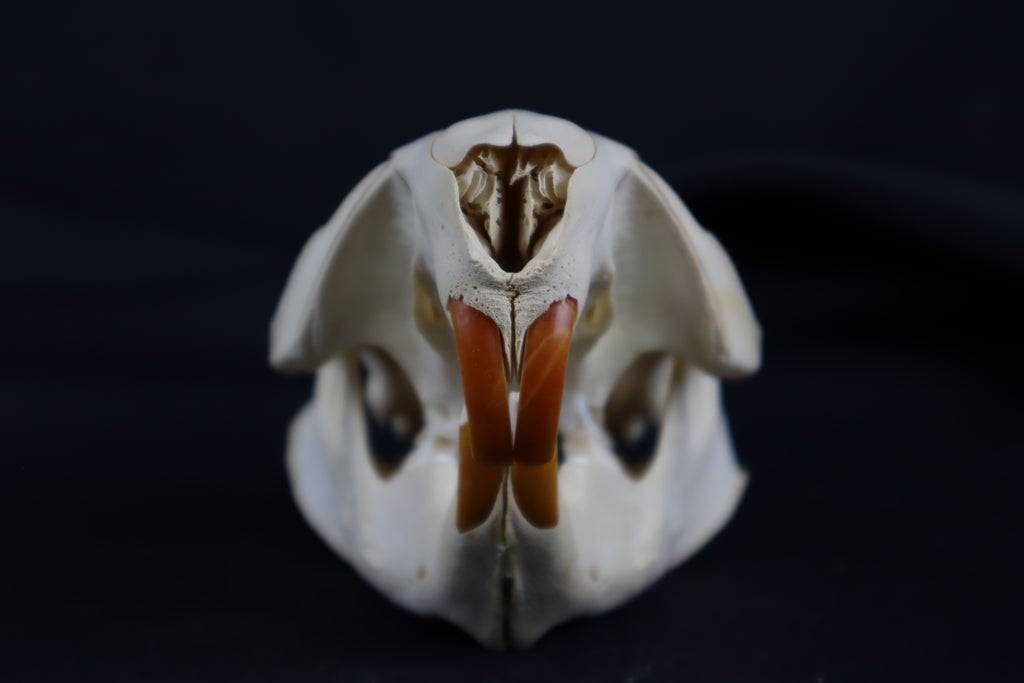 Juvenile Beaver Skull