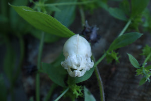 Fetal Kitten Skull