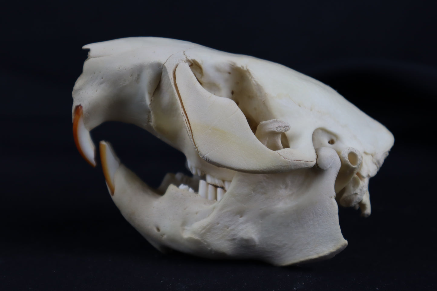 Juvenile Beaver Skull