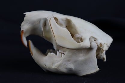 Juvenile Beaver Skull