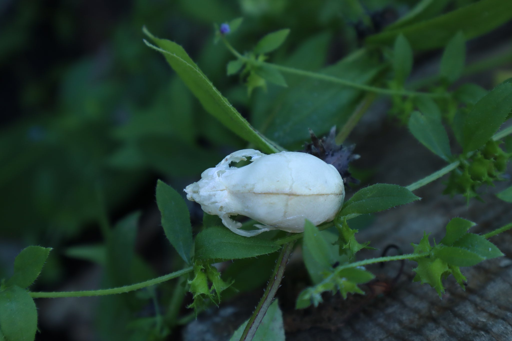 Fetal Kitten Skull