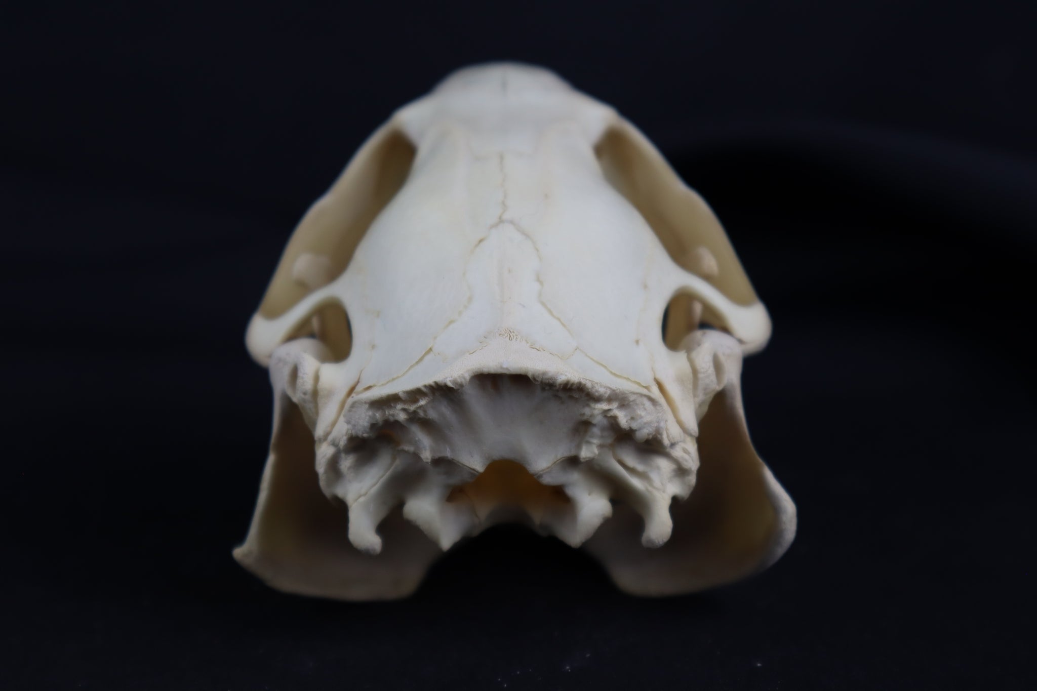 Juvenile Beaver Skull