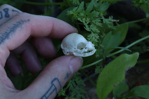 Fetal Kitten Skull