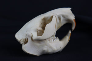 Juvenile Beaver Skull