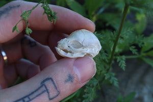 Fetal Kitten Skull