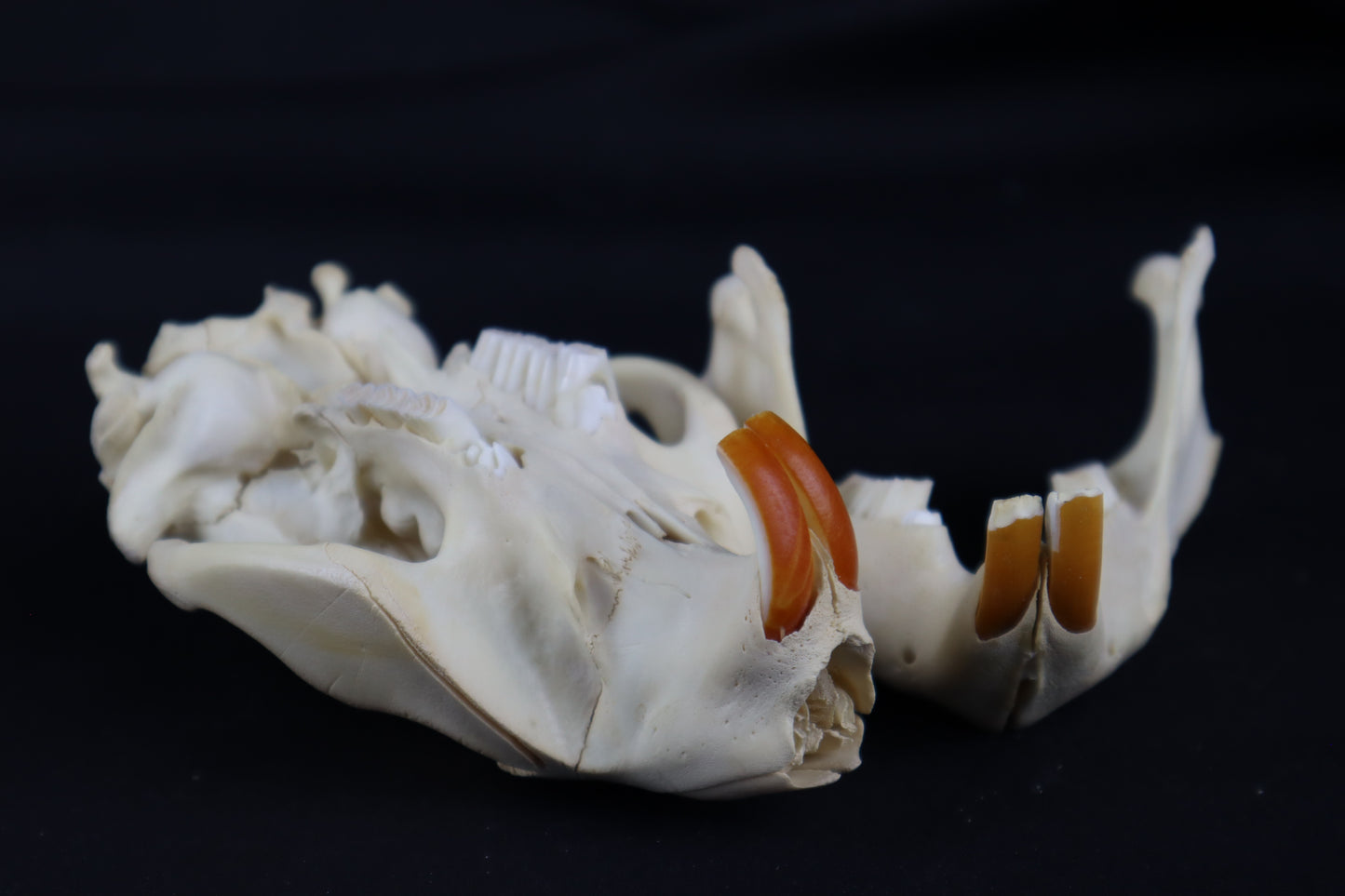 Juvenile Beaver Skull