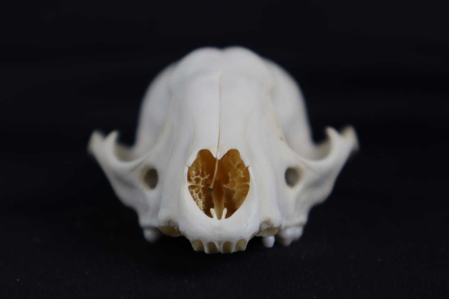 Craft Raccoon Skull
