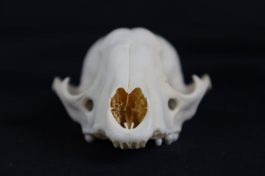 Craft Raccoon Skull