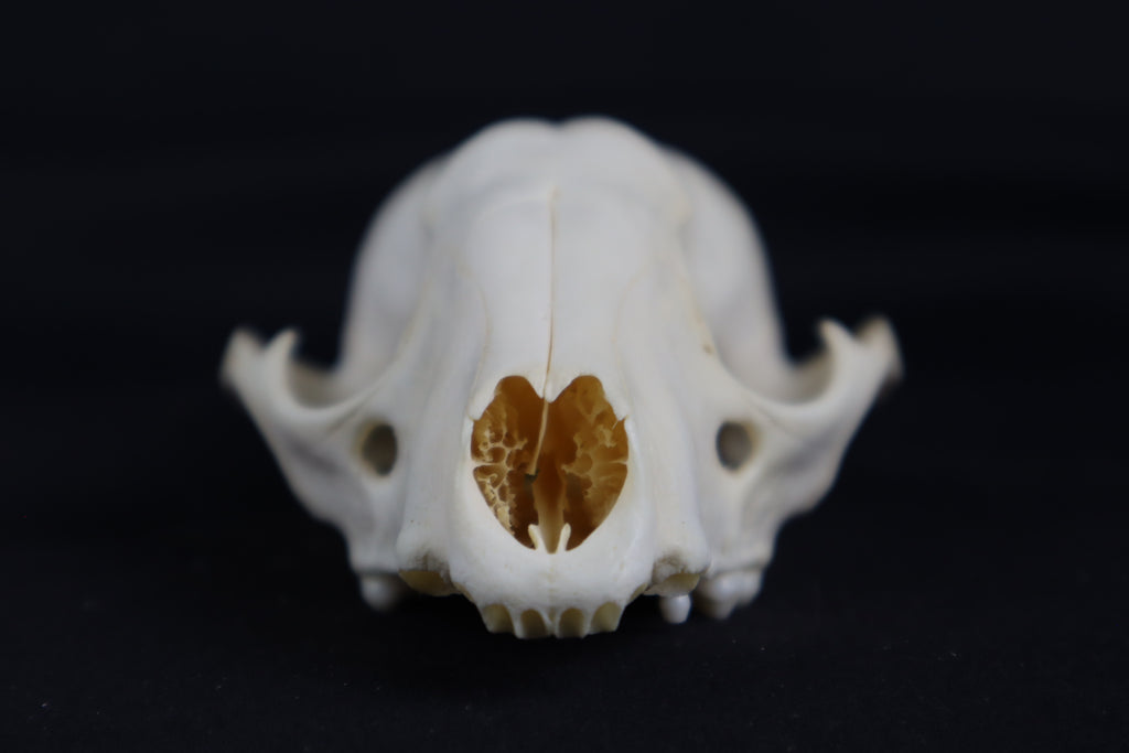 Craft Raccoon Skull