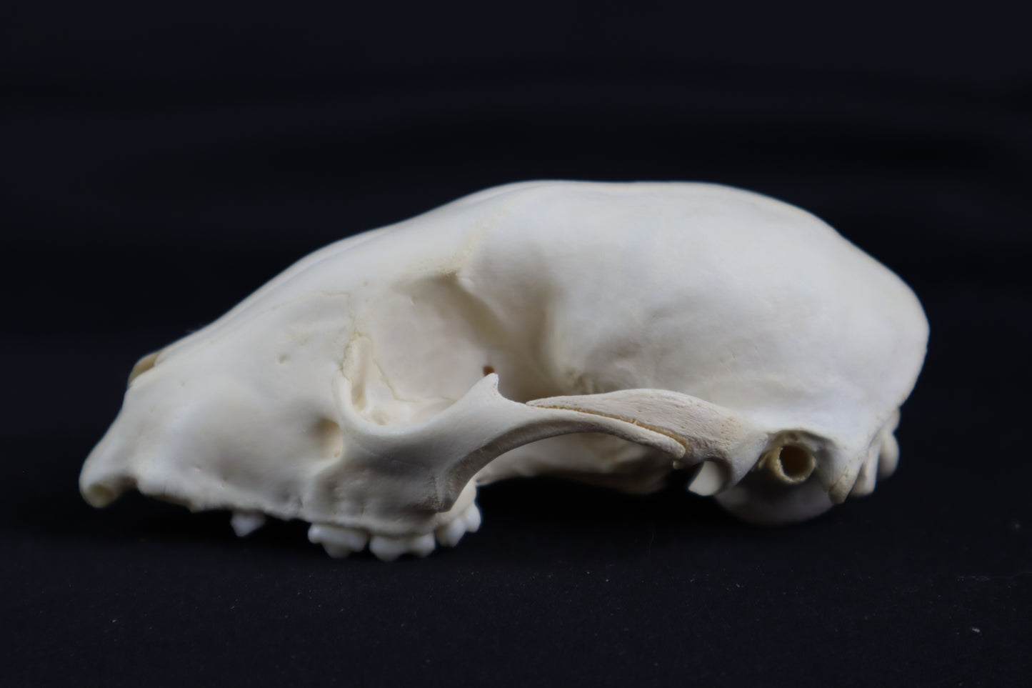 Craft Raccoon Skull